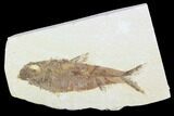 Detailed Fossil Fish (Knightia) - Wyoming #99789-1
